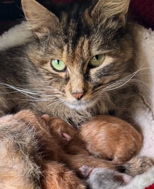 Bogda, the cat who took refuge in Frédéric's house, with her babies.