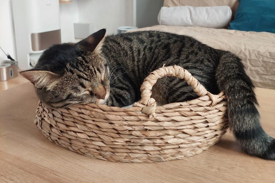 Small cozy baskets are available for cats.