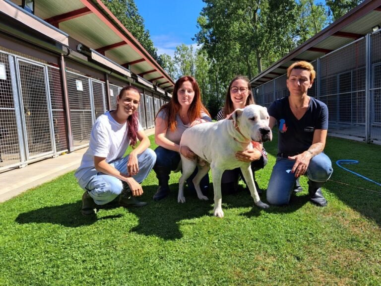 At the Vert Buisson shelter, around fifteen dogs are waiting for adoption

