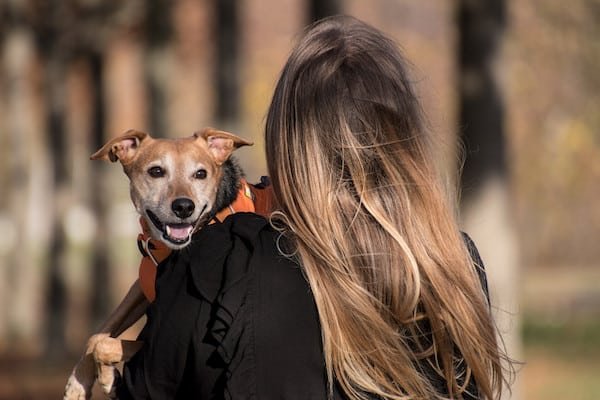 A dog in the home reduces the risk of depression in some women, the Harvard study finds