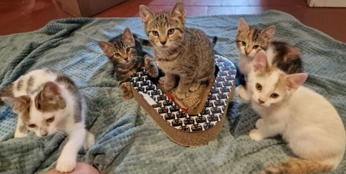 A litter of five kittens rescued by a couple near Dieppe

