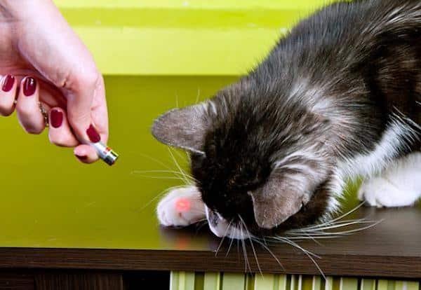 Here are the 10 best games to entertain your cat