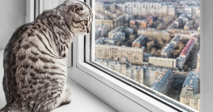 In Saint-Nazaire, a mysterious cat poisoning lurks in the city center

