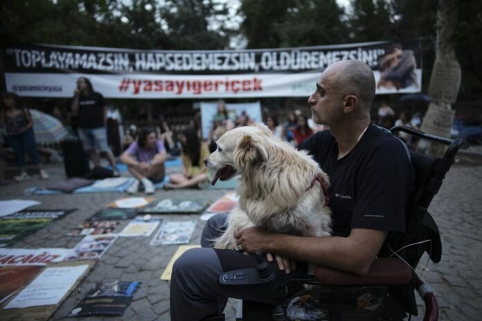 In Türkiye, after a law against stray dogs, the first massacres

