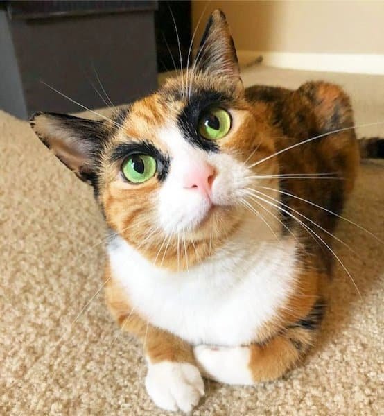 Meet Lilly, the famous cat because she judges you with her eyes all the time