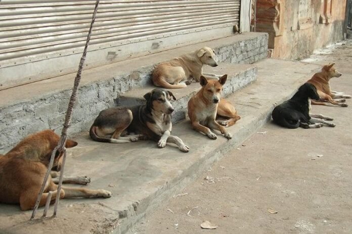 En 5 ans, l'Intérieur a consacré 70 MDH à la lutte contre les chiens errants