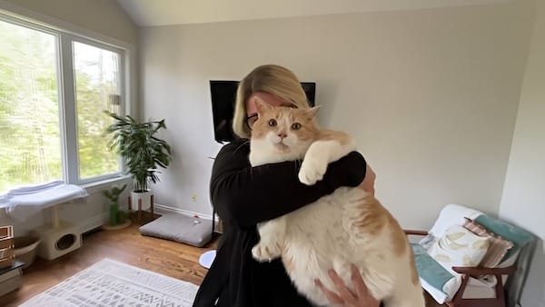 The incredible transformation of Biggie Smalls, the 19 kilo cat who became an example of improvement