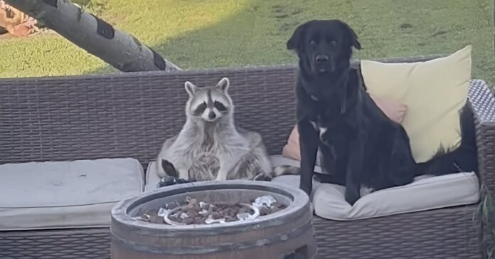 The innocent look of this dog and this raccoon after some mischief says a lot about their involvement (video)

