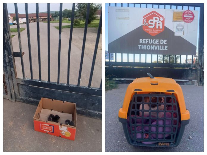 This SPA finds kittens in a box and a cat in a cage at its gate: 