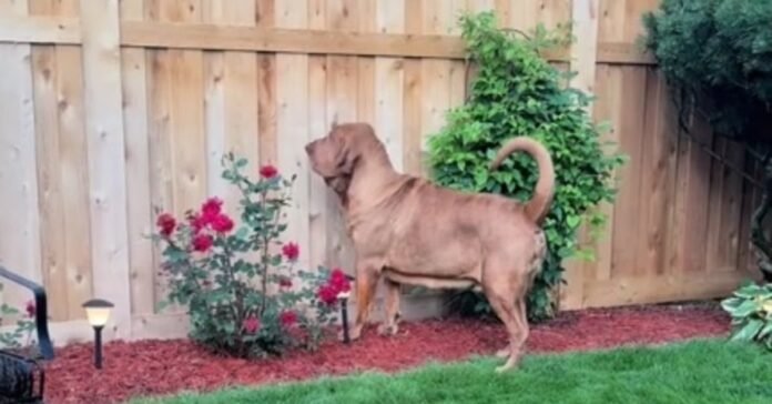 This Saint Hubert Dog Finds His Puppy Soul When He Realizes His Neighbor And Best Friend Has Returned From Vacation (Video)

