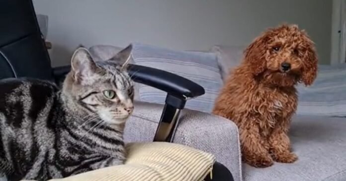 Unhappy since the arrival of a new puppy, a cat does not hesitate to defend it when an intruder enters the house (video)

