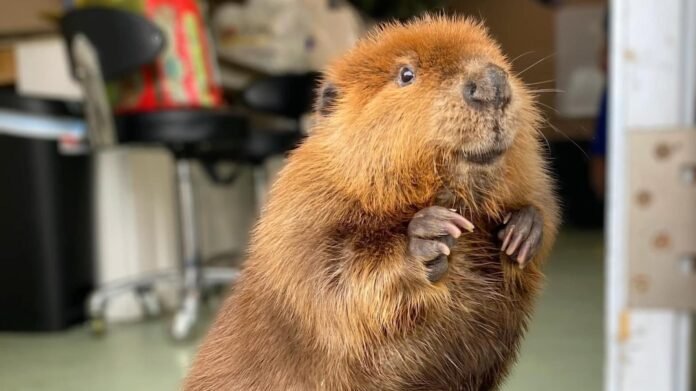 In the United States, the fate of Nibi the beaver becomes political

