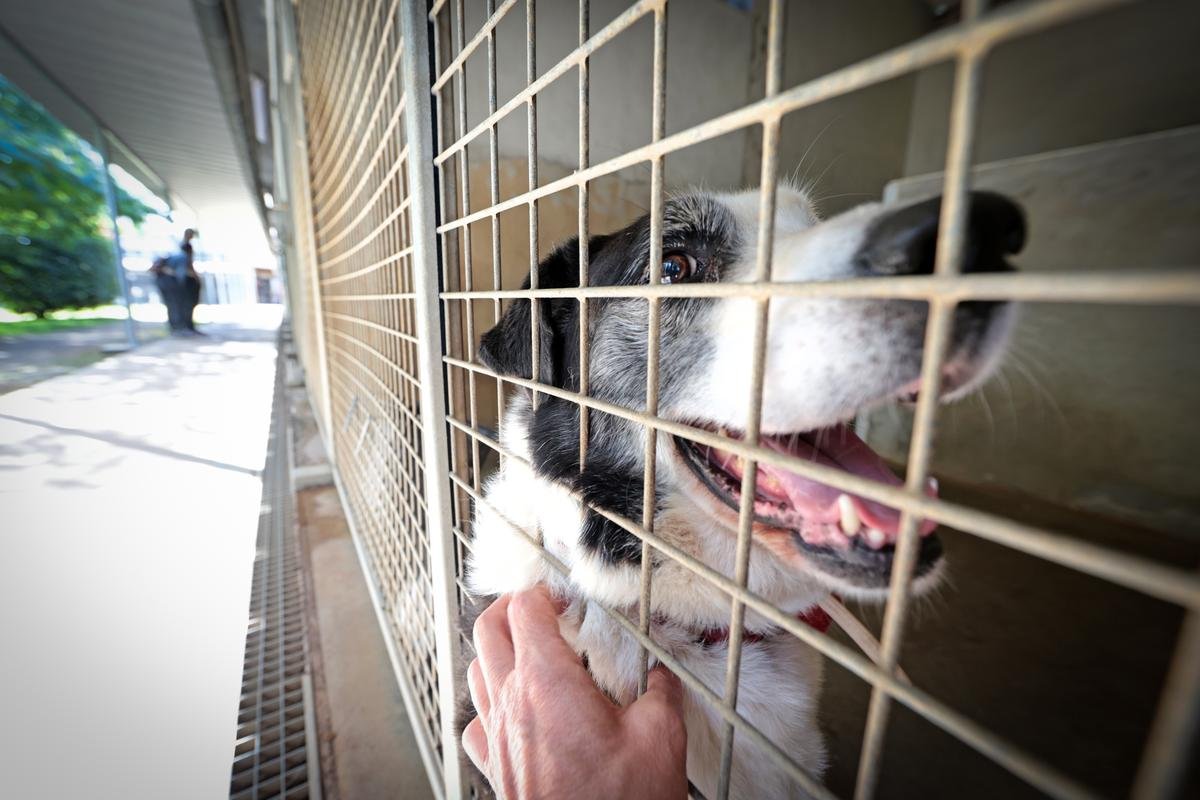 Some dogs accept a man's caresses through the bars of their box.