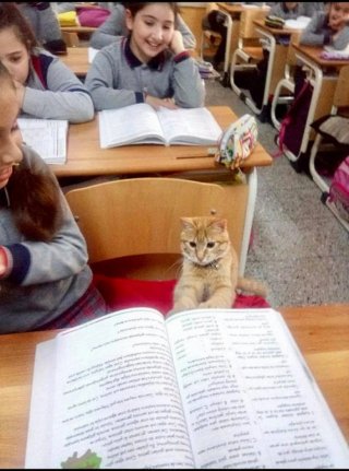 Illustration of the article: Fully integrated into a school class for several months, a cat is threatened with exclusion by disgruntled parents 