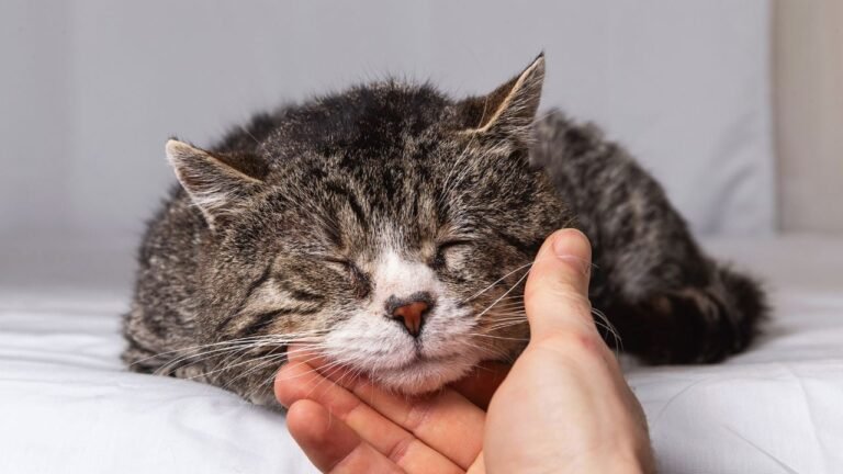 Is your cat getting old? Here's the age at which he becomes a senior and how best to care for him, according to this vet

