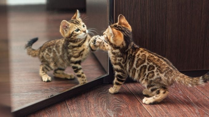 The Bengal is particularly curious