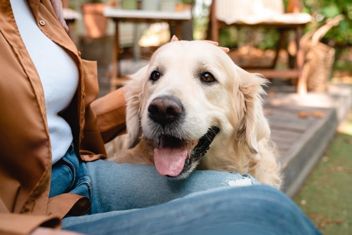 A golden retriever with his mistress