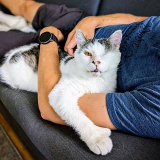 Illustration of the article: After spending years on the streets, this 9-year-old cat finally tastes the comfort of indoor life and lives again