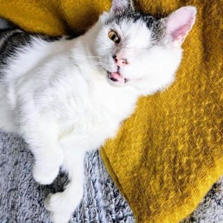 Illustration of the article: After spending years on the streets, this 9-year-old cat finally tastes the comfort of indoor life and lives again