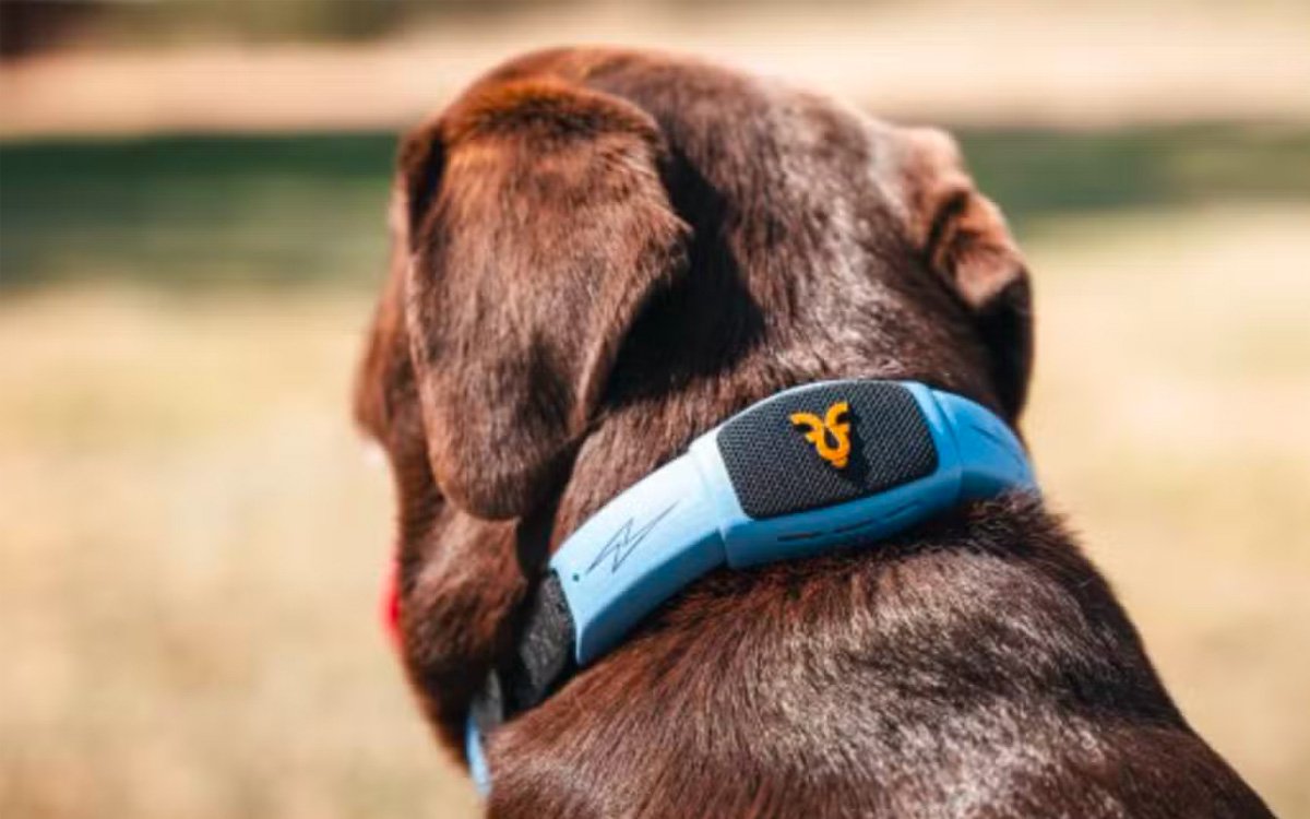 AI dog collar