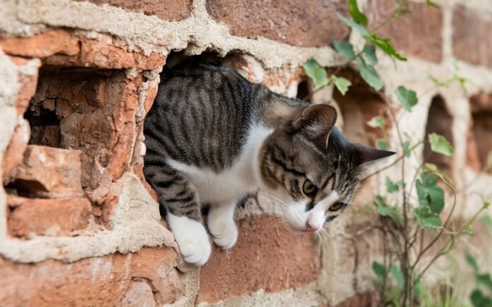 How do cats manage to pass through such unlikely places?

