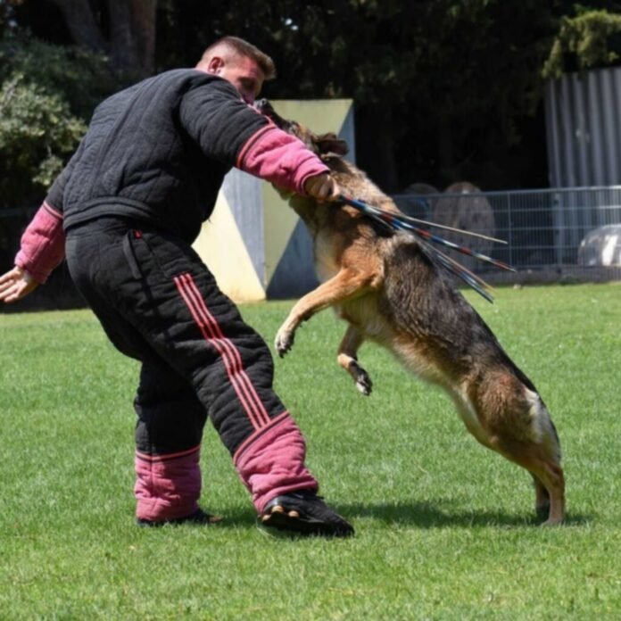 A surprising dog competition will liven up this small village near Casteljaloux

