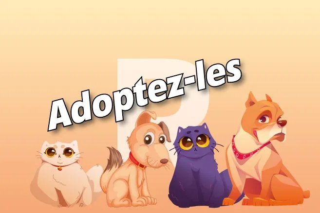 These dogs and cats are waiting at Nargi's shelter: discover the portraits of Brigitte, Canelle, Crocus, Blacky and Wendy

