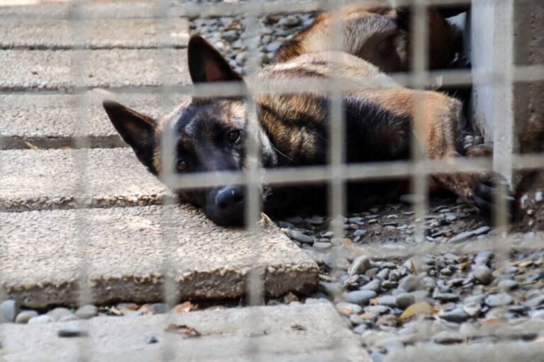 A new shelter for abandoned and abused animals planned in Oise

