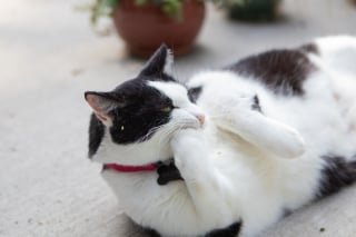 Illustration of the article: A feline makes the university campus its playground and befriends the students