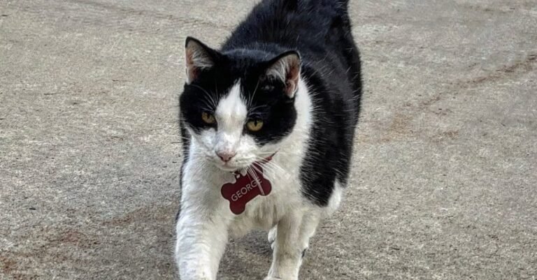 Feline makes College Campus her playground, befriends students

