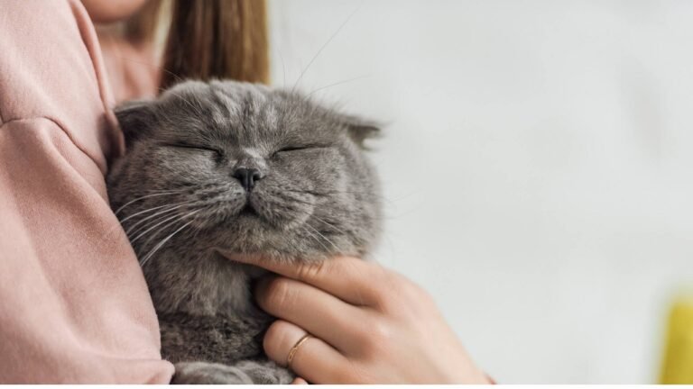 Une expérience révèle que les chats relient les mots humains aux images