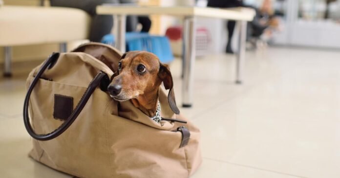 Are you traveling with your dog? This city is the most welcoming in France

