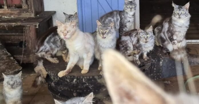 Association steps in with out-of-control Maine Coon breeder to save 16 hungry and sick cats

