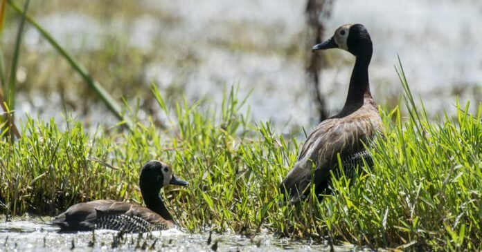 Ducks killed to train dogs in Maas: investigation opened

