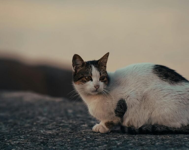 Fontevraud-l'Abbaye. This resident wants to help the free cats in the village

