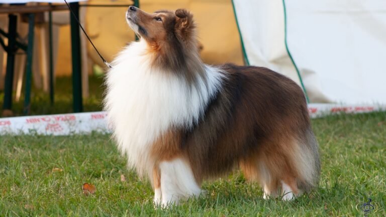 In Niort, more than 800 dogs of 173 different breeds gathered for the dog show

