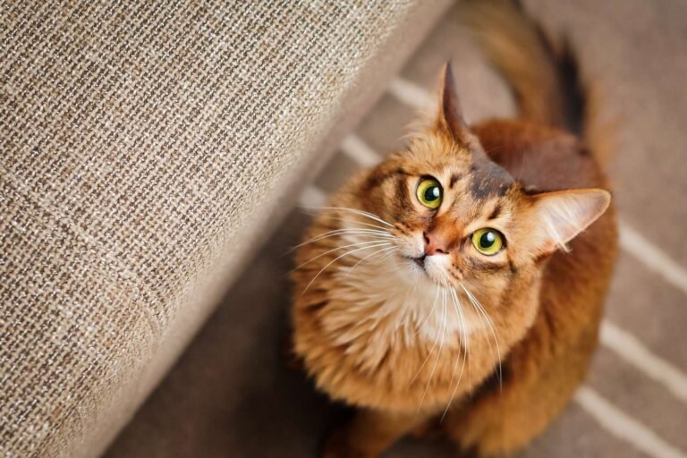 Mysterious link between cat ownership and schizophrenia is real, study shows

