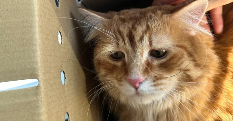 Once the saddest cat in the shelter, this ginger cat has transformed since his adoption by a man who is passionate about astronomy (video)

