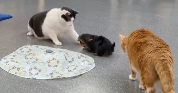 This Yorkshire puppy's joy at meeting cats for the first time doesn't seem contagious (video)

