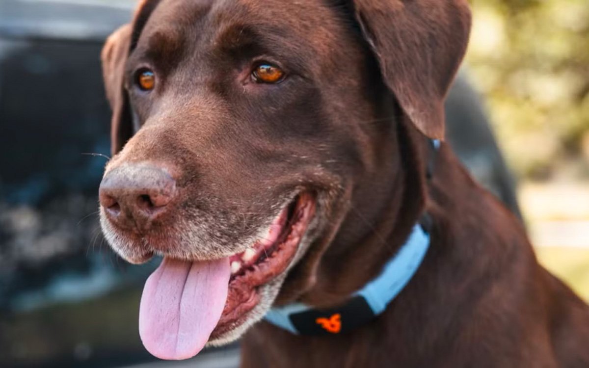 AI dog collar