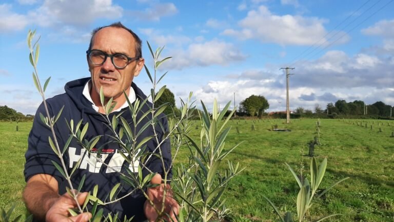 Video. Christophe wants to make Normandy a major player in olive oil

