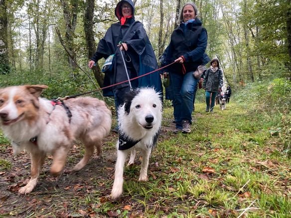 Wet dogs, but happy dogs: people from Nivernais of all kinds motivated for La Croquette [Vidéo]

