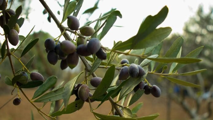 olive oil producers expect a price increase

