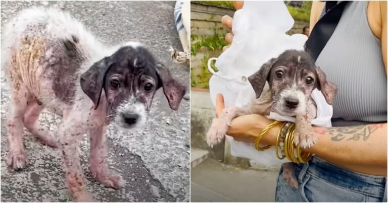 The puppy 'Cries of Relief' when the woman lifts him up and snuggles into her

