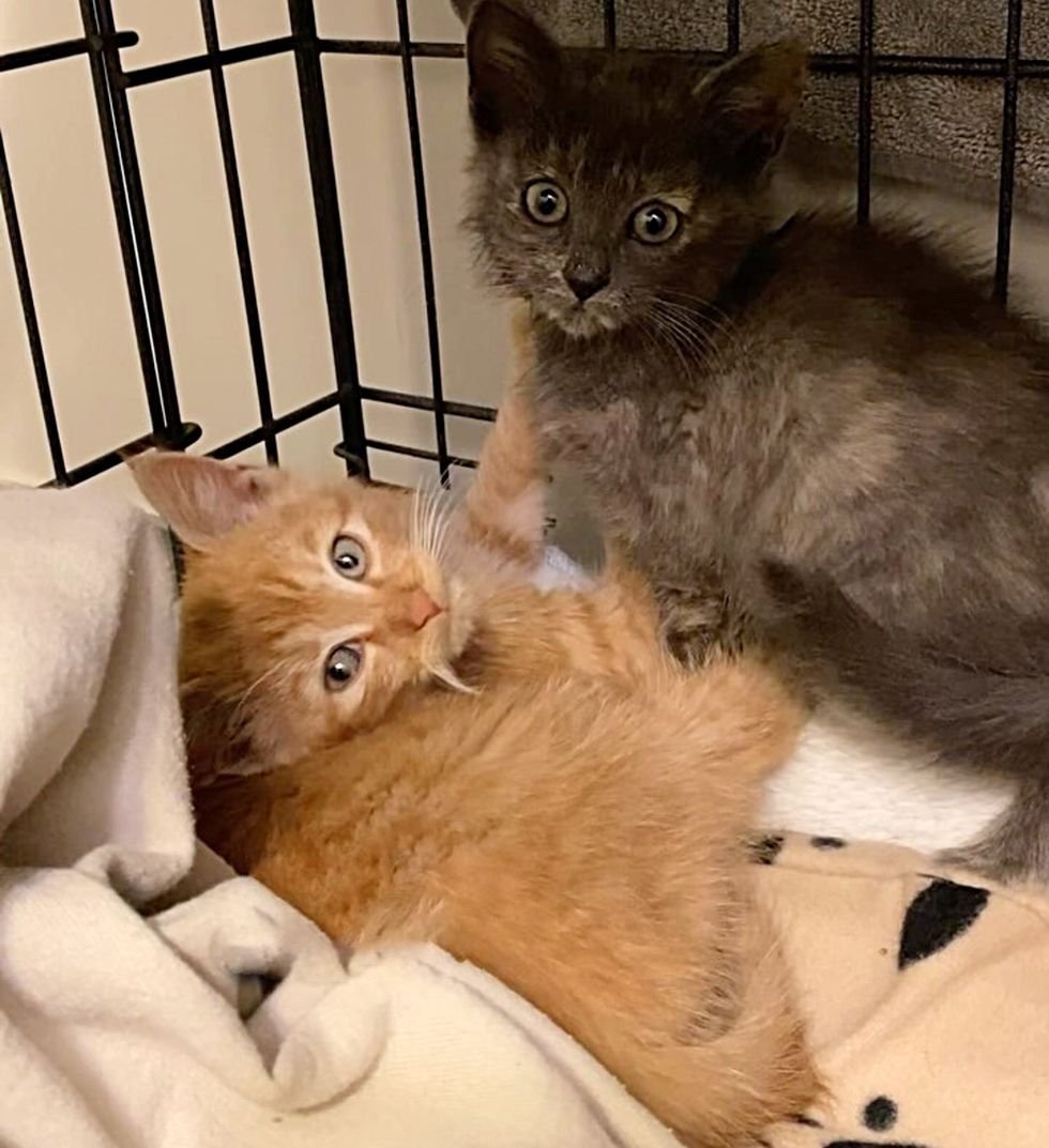 kitten bath cleaning