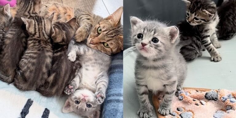 They give a community cat and 5 kittens a new start, one of them quickly steals the limelight

