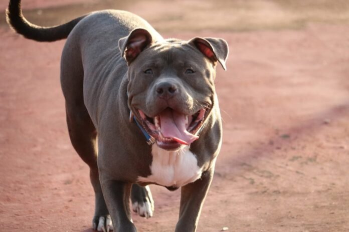 7 Common Health Problems in Pit Bulls and How to Prevent Them

