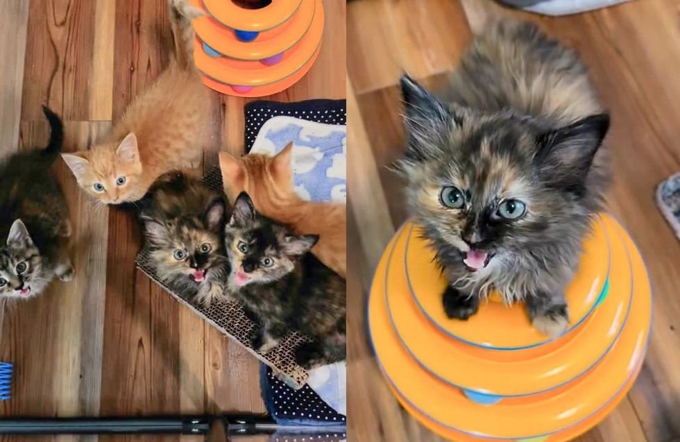 tortoiseshell kittens, vocal kittens