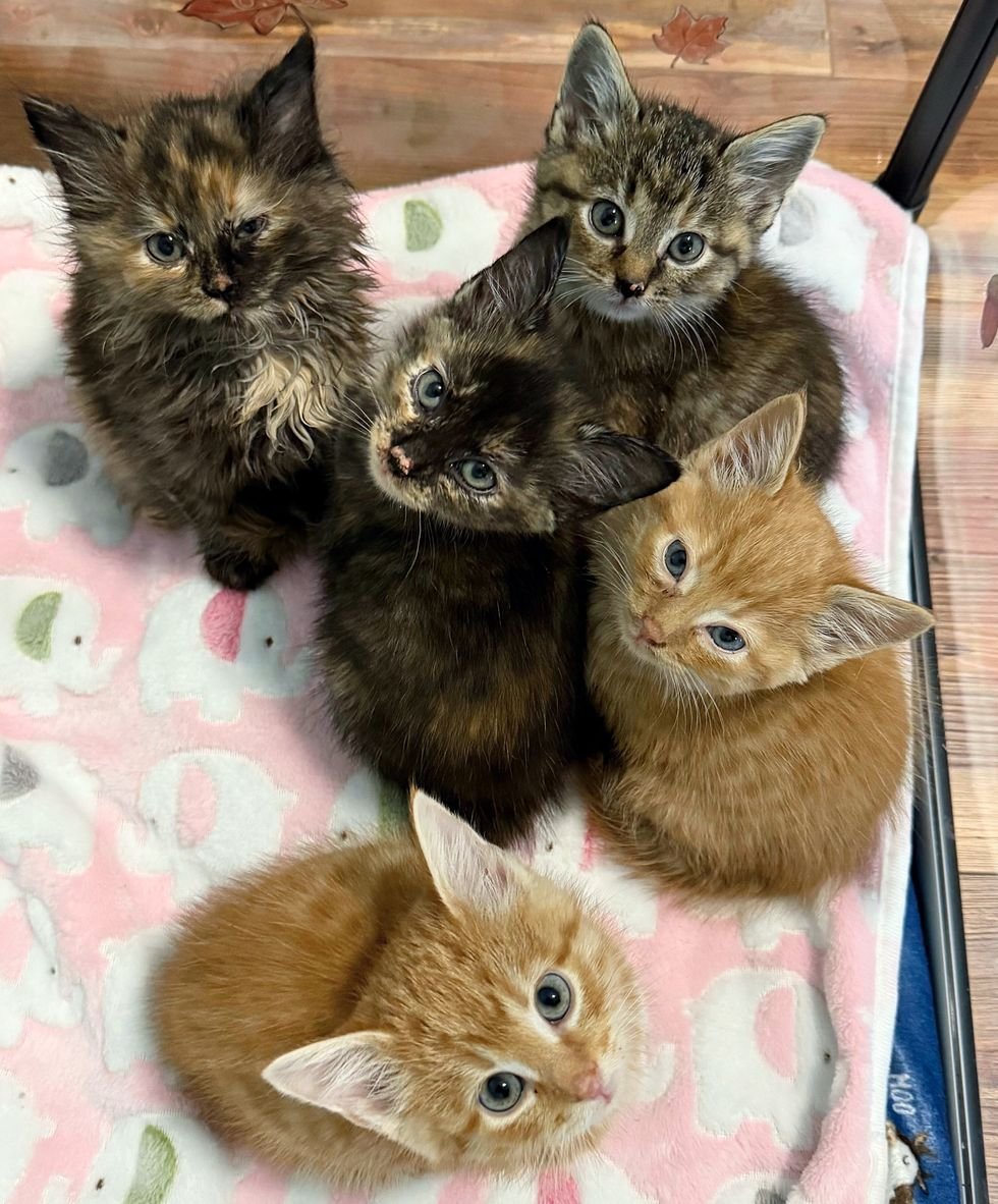 kittens fluffy five