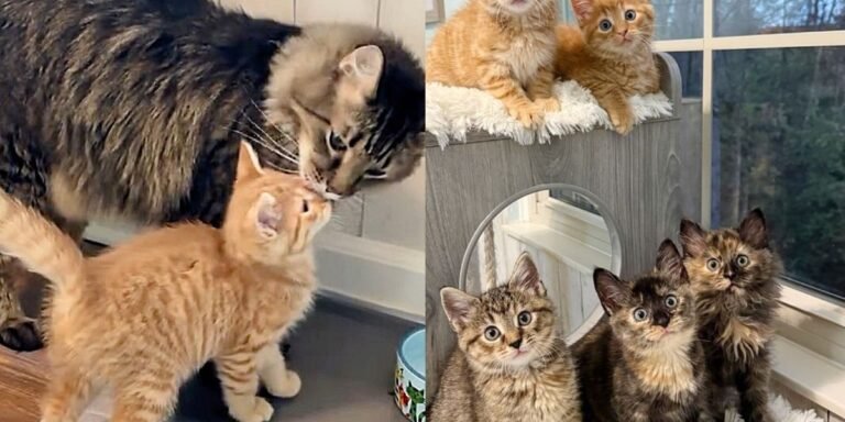 Kittens arrived at the shelter, their worries quickly dissipated when two house cats appeared

